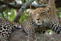 Leopard (Panthera pardus) resting in tree