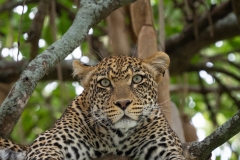 Leopard (Panthera pardus) resting in tree looking a camera