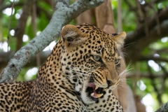 Leopard (Panthera pardus) snarling