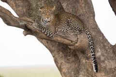 Leopard (Panthera pardus) resting in tree