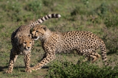 Cheetah (Acinonyx jubatus) cubs playing