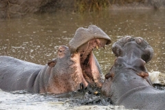 Hippopotamus (Hippopotamus amphibius) in water sparring with mouths open wide