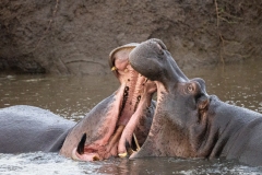 Hippopotamus (Hippopotamus amphibius) in water sparring with mouths open wide