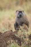 Baboon (Papio anubis), Olive baboon