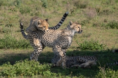 Cheetah (Acinonyx jubatus) cubs playing