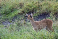 Bohor Reedbuck (Redunca redunca) standing in tall grass