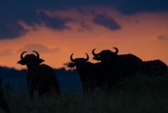 Cape Buffalo (Syncerus caffer caffer) silhouetted against sunset sky