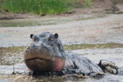 Hippopotamus (Hippopotamus amphibius), large hippo covered in mud