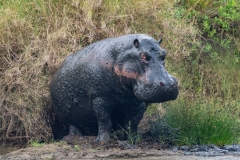 Hippopotamus (Hippopotamus amphibius), large hippo covered in mud standing at rivers edge