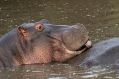 Hippopotamus (Hippopotamus amphibius) in a river licking minerals off of the back of another hippo