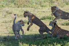 Cheetah (Acinonyx jubatus) cubs playing