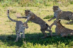 Cheetah (Acinonyx jubatus) cubs playing