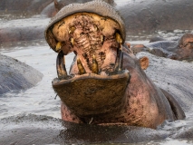 Hippopotamus (Hippopotamus amphibius) in river displaying wide mouth and teeth