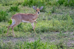 Steenbok (Raphicerus campestris)