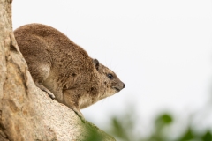 Rock Hyrax (Procavia capensis) clinging to rock edge