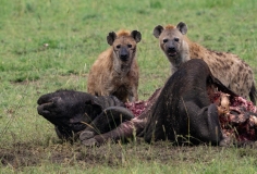 Spotted Hyena (Crocuta crocuta) consuming a cape buffalo