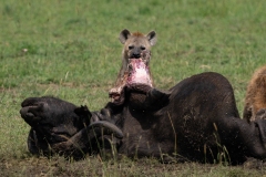 Spotted Hyena (Crocuta crocuta) consuming a cape buffalo