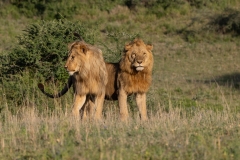 Lion (Panthera leo), two brothers standing side by side