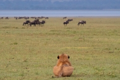 Lion (Panthera leo) crouched down observing  a gathering of Wildebeast