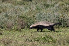 Honey Badger (Mellivora capensis)