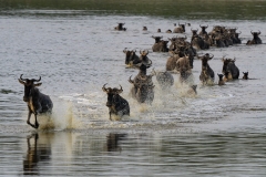 Blue Wildebeest or brindled gnu (Connochaetes taurinus) charging across a river