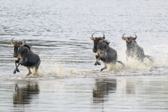 Blue Wildebeest or brindled gnu (Connochaetes taurinus) charging across a river