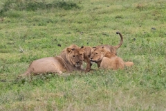 Lion (Panthera leo) family group sharing in intimate greeting