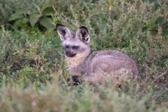 Bat-Eared Fox (Otocyon megalotis)