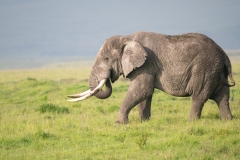 African Elephant (Loxodonta africana)