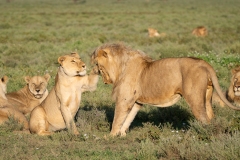 Female lion (Panthera leo)  greeting her mate