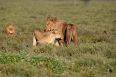 Lion (Panthera leo) pair preparing to mate