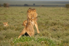 Adult male lion (Panthera leo) reacts to female aggression