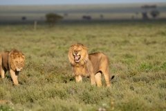 Lion (Panthera leo), adult male engaging in flehmen response