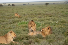 Female lion (Panthera leo) approaches potential mate