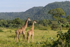 Pair of Masai Giraffe (Giraffa camelopardalis tippelskirchi)