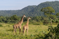 Pair of Masai Giraffe (Giraffa camelopardalis tippelskirchi)