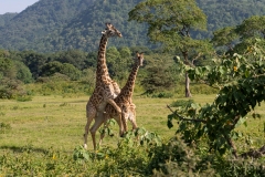 Pair of Masai Giraffe (Giraffa camelopardalis tippelskirchi) mating