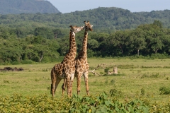 Pair of Masai Giraffe (Giraffa camelopardalis tippelskirchi)