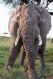 African Elephant (Loxodonta africana) head on