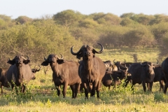 Cape Buffalo (Syncerus caffer caffer) standing guard over the herd