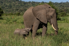 African Elephant (Loxodonta africana) mother and calf