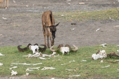 Young Blue Wildebeest or brindled gnu (Connochaetes taurinus) examining the skulls of two wildebeast