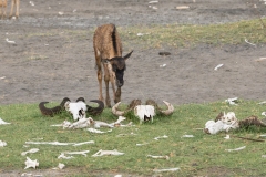 Young Blue Wildebeest or brindled gnu (Connochaetes taurinus) examining the skulls of two wildebeast
