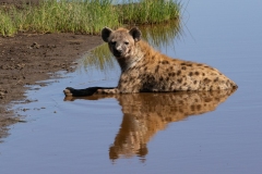 Spotted Hyena (Crocuta crocuta) lying in a stream