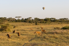 Spotted Hyenas (Crocuta crocuta) gathered on savana with tourist balloon in background