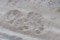 Lion (Panthera leo) prints in the sand