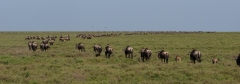 Long line of Blue Wildebeest or brindled gnu (Connochaetes taurinus) walking into the horizon