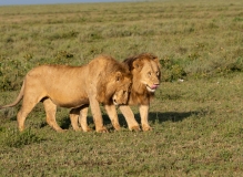 Lion (Panthera leo), greeting between two brothers