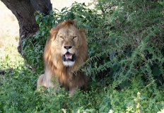 Adult male Lion (Panthera leo) resting in scrub bush