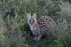 Serval (Leptailurus serval) crouched in scrub bushes